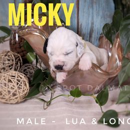Micky- yellow - White and black male Dalmatian puppy in Altoona, Iowa from 10 Spot Dalmatians