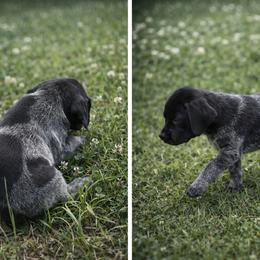 Bertha - Black roan female German Shorthaired Pointer puppy in Columbia, Louisiana from M&R Breeders