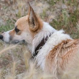 Texxie - Pembroke Welsh Corgi