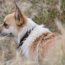 Texxie - Pembroke Welsh Corgi