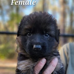 Berger Blanc Suisse and German Shepherd Puppies from Vom Hundhaus Shepherds
