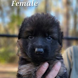 Berger Blanc Suisse and German Shepherd Puppies from Vom Hundhaus Shepherds