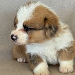 Boy 1 - Fawn male Pembroke Welsh Corgi puppy in Huntington Beach, California from Gingerbread