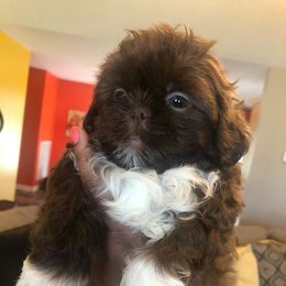 Shih Tzu Puppies from Gems Shih Tzu