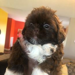 Shih Tzu Puppies from Gems Shih Tzu