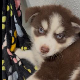 Cupid - Red and white male Pomsky puppy in Spring Hill, Florida from PDQ Pomskies