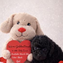 Little foot - Black female Goldendoodle puppy in Reno, Nevada from Darling Doodles