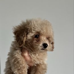Milo - Apricot male Poodle puppy in Westminster, Colorado from Nasti