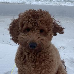 Goldendoodles from 4F Farms
