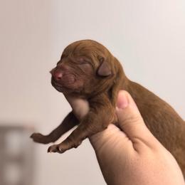 Poppy - Red  female Poodle puppy in Osyka, Mississippi from Southern Sunshine Standards