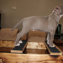 American Pit Bull Terrier Puppies from Mika Tica Kennels