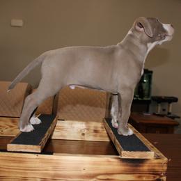 American Pit Bull Terrier Puppies from Mika Tica Kennels
