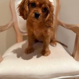 Cavalier King Charles Spaniel Puppies from Holston Mountain Cavaliers