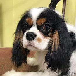 Henry - Cavalier King Charles Spaniel