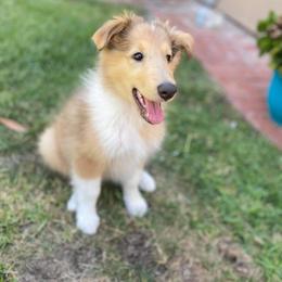 Collie Puppies from High Altitude Collies