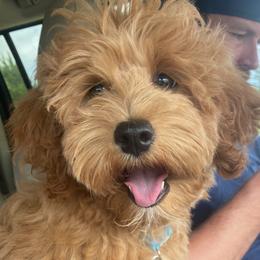 Belle - Goldendoodle