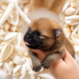 Andre - Red sable male Pomeranian puppy in Big Pine Key, Florida from Kaleys Poms