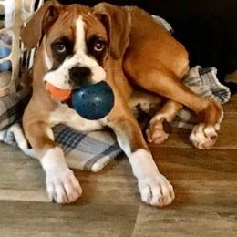 Boxer Puppies from Boxer Blessings Kennel