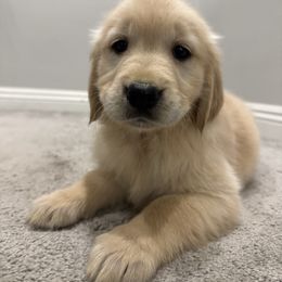 Golden Retriever Puppies from Sultan’s Goldens