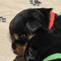 Boy2 - Black and mahogany male Rottweiler puppy in Bartonsville, Pennsylvania from Karol's Rottweilers