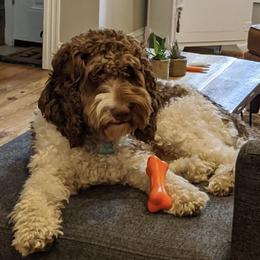 Mr. Jones - Australian Labradoodle