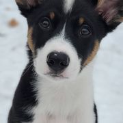Australian Koolies from Tenacious Dogs