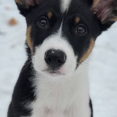 Australian Koolies from Tenacious Dogs