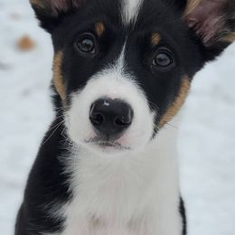 Australian Koolies from Tenacious Dogs