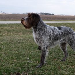 Islay - Wirehaired Pointing Griffon