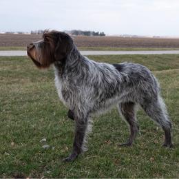Islay - Wirehaired Pointing Griffon