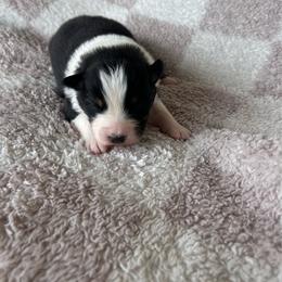 Poise - Black tri-color female Australian Shepherd puppy in Mcmillan, Michigan from Hall-N-Auss Australian shepherds