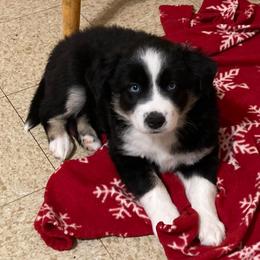Sheena - Black tri female Miniature Australian Shepherd puppy in Westwego, Louisiana from Connie's American Eskimo Dogs and Mini Australian Shepherd Dogs