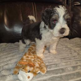 Oslo - Parti male Miniature Schnauzer puppy in Graham, Washington from Kristy's French Bulldogs & Mini Schnauzers