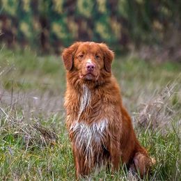 Nova Scotia Duck Tolling Retriever All Grown Up from Forest Cove Tollers