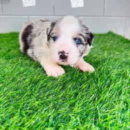 Orange collar - Blue merle male Miniature Australian Shepherd puppy in Brooker, Florida from Triple Branch Aussies