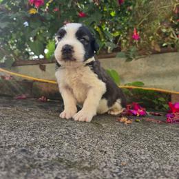 Male - Brindle and white male Saint Berdoodle puppy in Castle Rock, Washington from PNW Saint Berdoodles