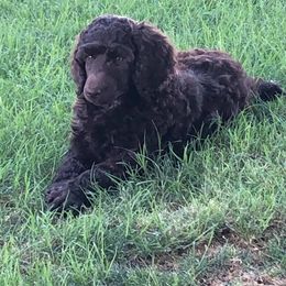 Poodle Puppies from TGT Fancy Pants Poodles
