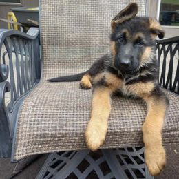 German Shepherd Puppies from Haus Der Valkyrie German Shepherds