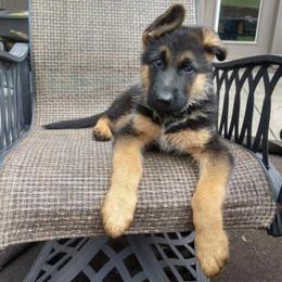 German Shepherd Puppies from Haus Der Valkyrie German Shepherds