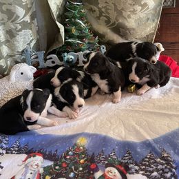 Border Collie Puppies from Jackson’s Family Farm