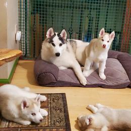 Siberian Husky Puppies from Naturez Siberians