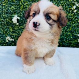 Helena - White and red female Pembroke Welsh Corgi puppy in Denver, Colorado from Monarch Corgis