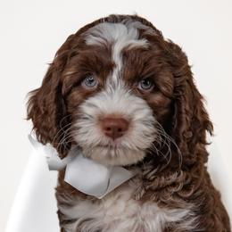 White Boy - Black and chalk male Australian Labradoodle puppy in Statesville, North Carolina from Rose Cottage Labradoodles