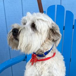 Bernedoodles, Poodles, and Soft Coated Wheaten Terriers from Whoodles of Wyoming
