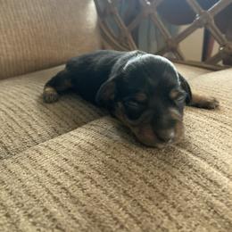 Jane - Black and tan female Dachshund puppy in Brave, Pennsylvania from Small Tales Farm