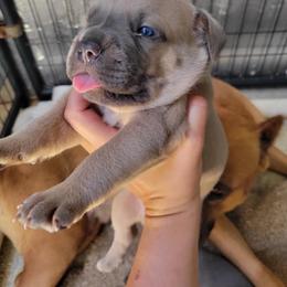 Cane Corso Puppies from JSM Corsos