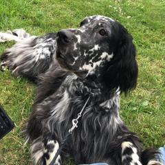 Watt - English Setter