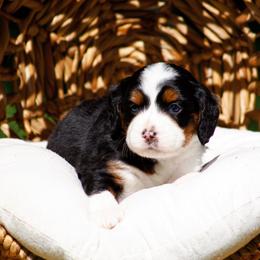 Raven - Tri-color female Bernedoodle puppy in Glendale, Arizona from Arizona Bernedoodles