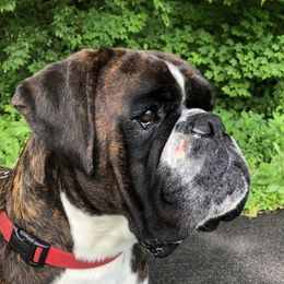 Kane - Boxer