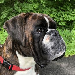 Kane - Boxer